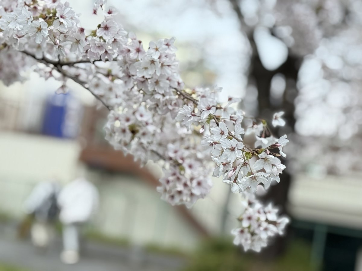 よりみち tweet media