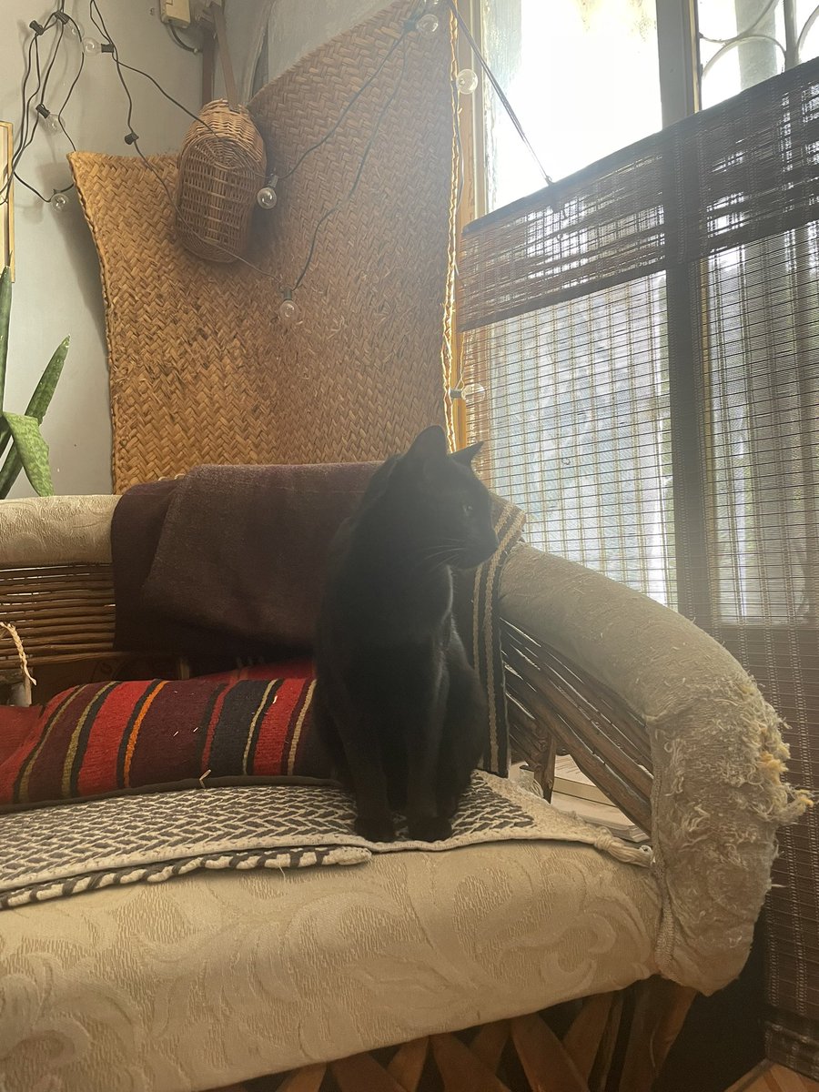 Anahí Mendoza 🐛 tweet media