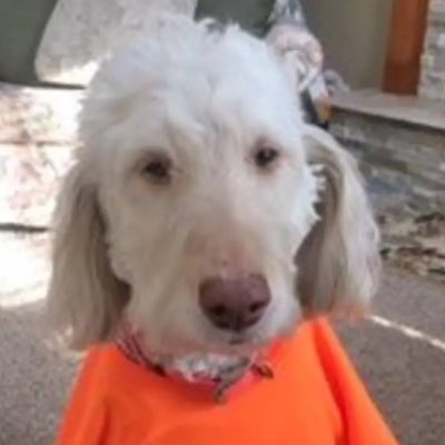 Chef Carlini tweet media