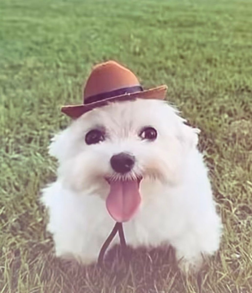 sir meow 🐾 tweet media