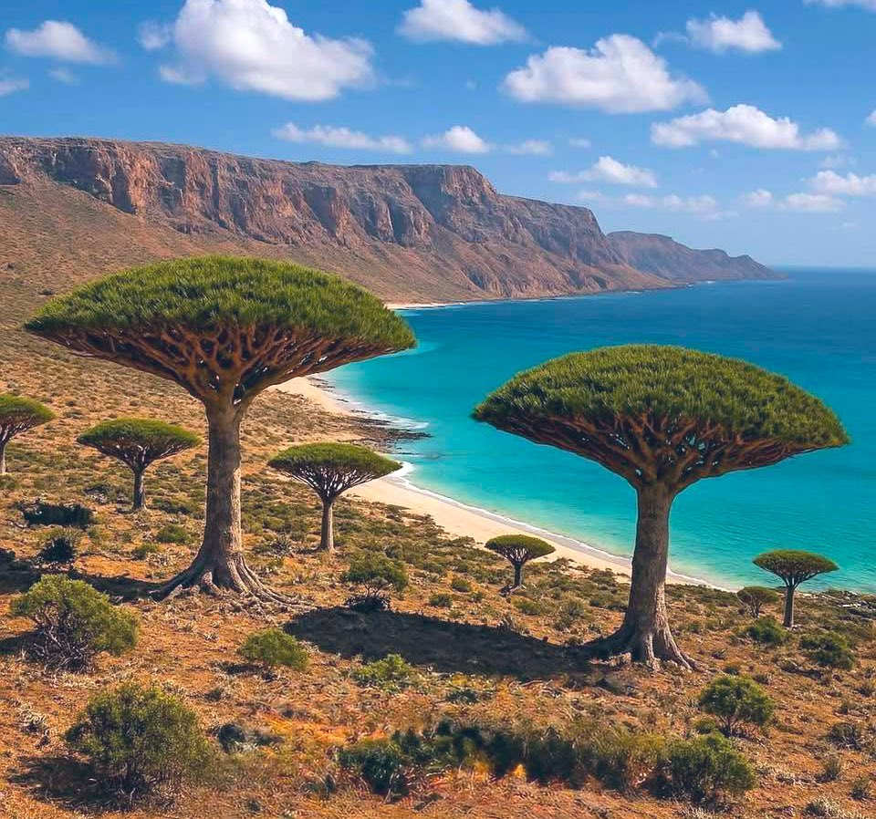 علي السنيدار tweet media