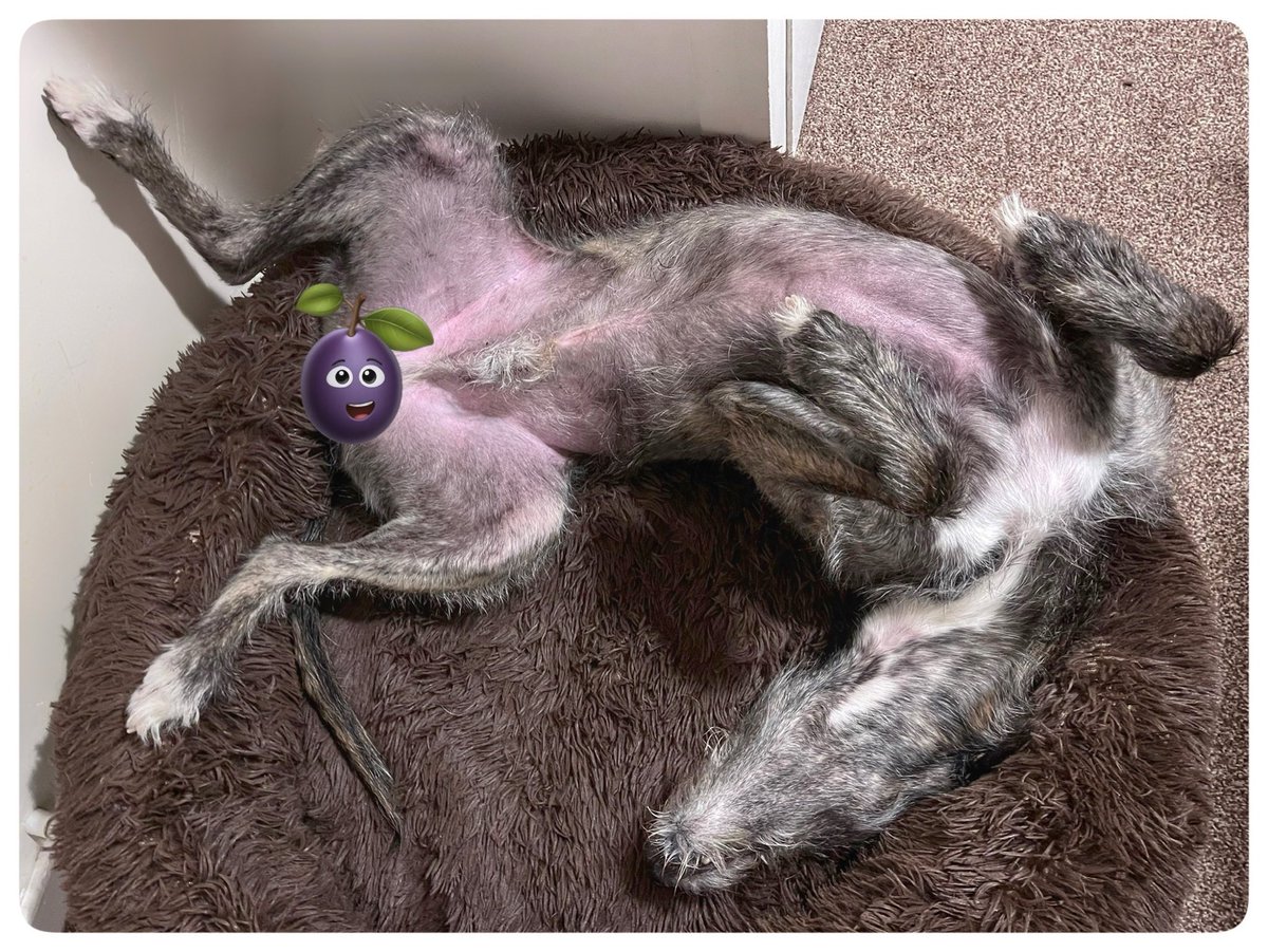 Flying Pig 🚁 tweet media