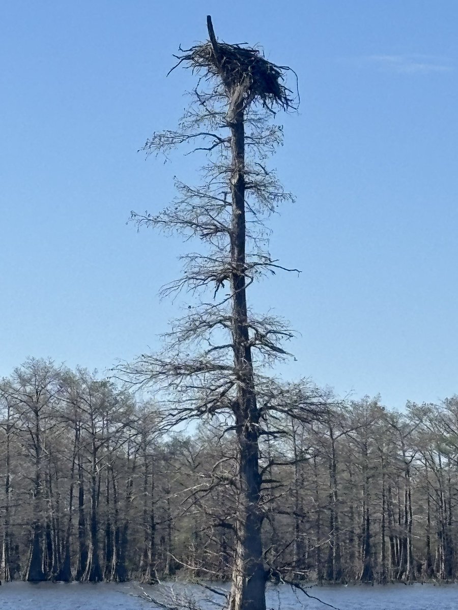 ar_jeeper's tweet photo. Eagles nest! https://t.co/FIWOdCN1rL
