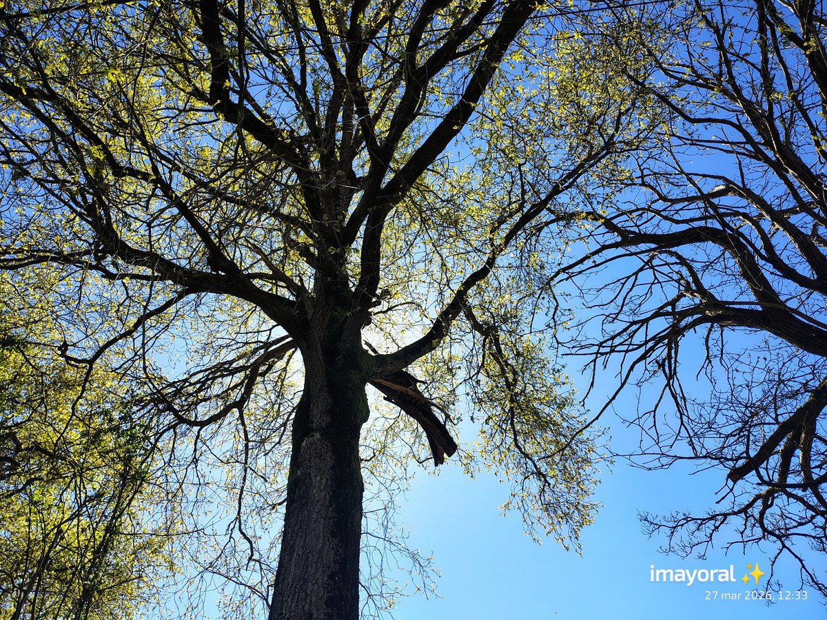 👁️‍🗨️ 🄸🅅🄰🄽🄺🄰 tweet media