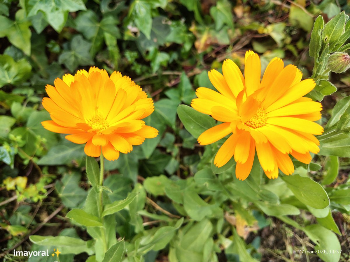 👁️‍🗨️ 🄸🅅🄰🄽🄺🄰 tweet media