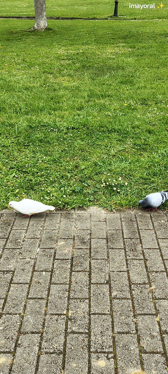 👁️‍🗨️ 🄸🅅🄰🄽🄺🄰 tweet media