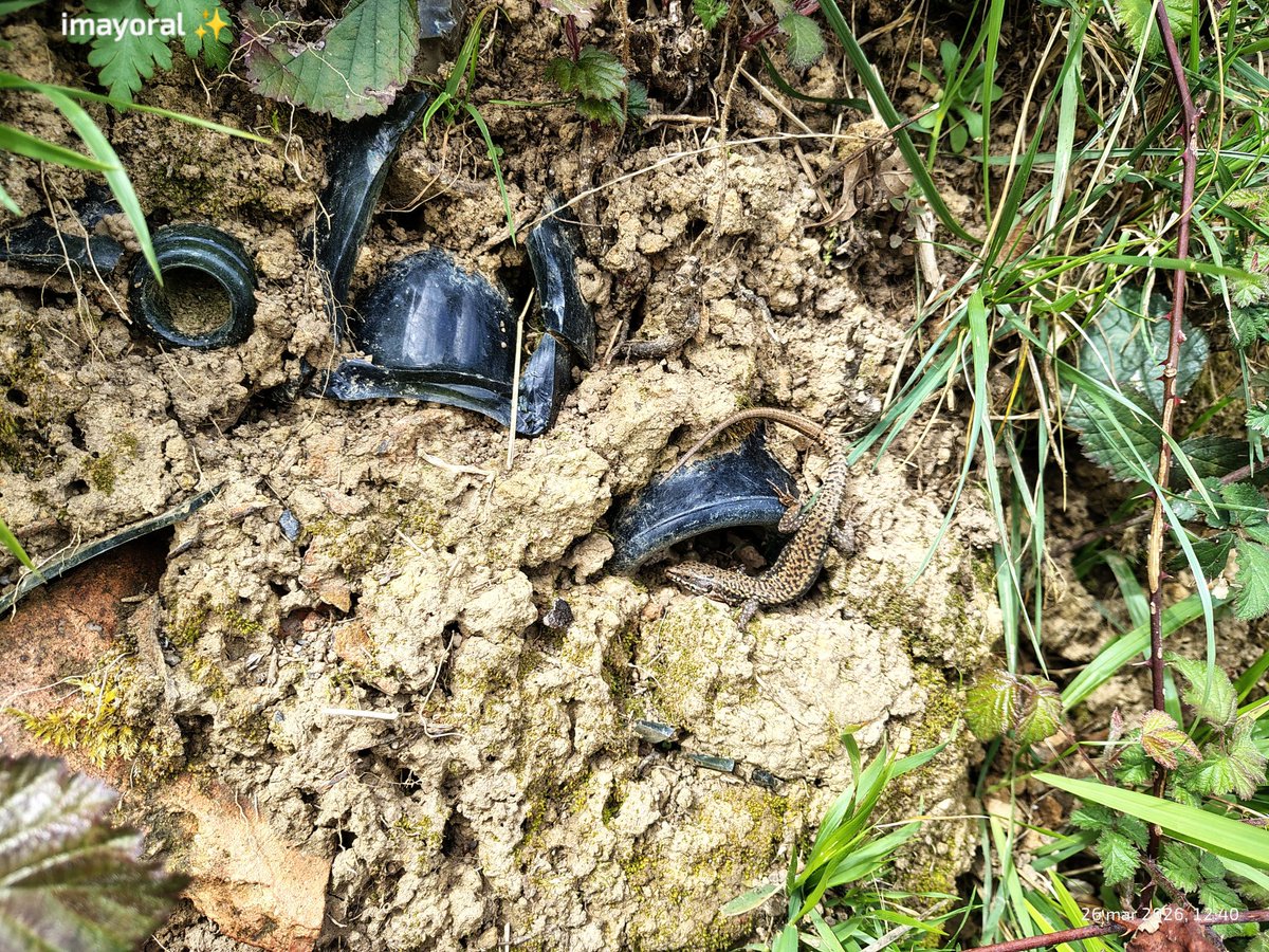 👁️‍🗨️ 🄸🅅🄰🄽🄺🄰 tweet media