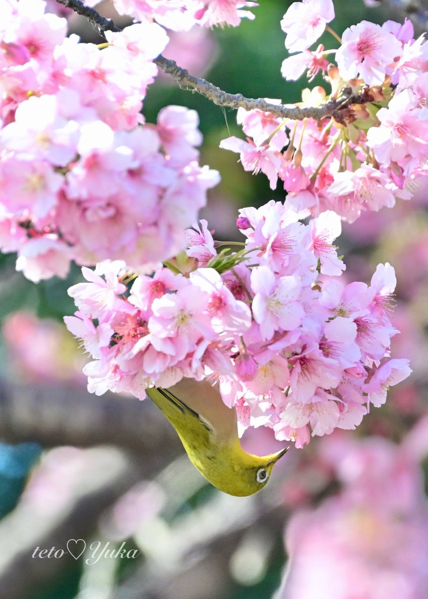 🎀テト🎀 tweet media