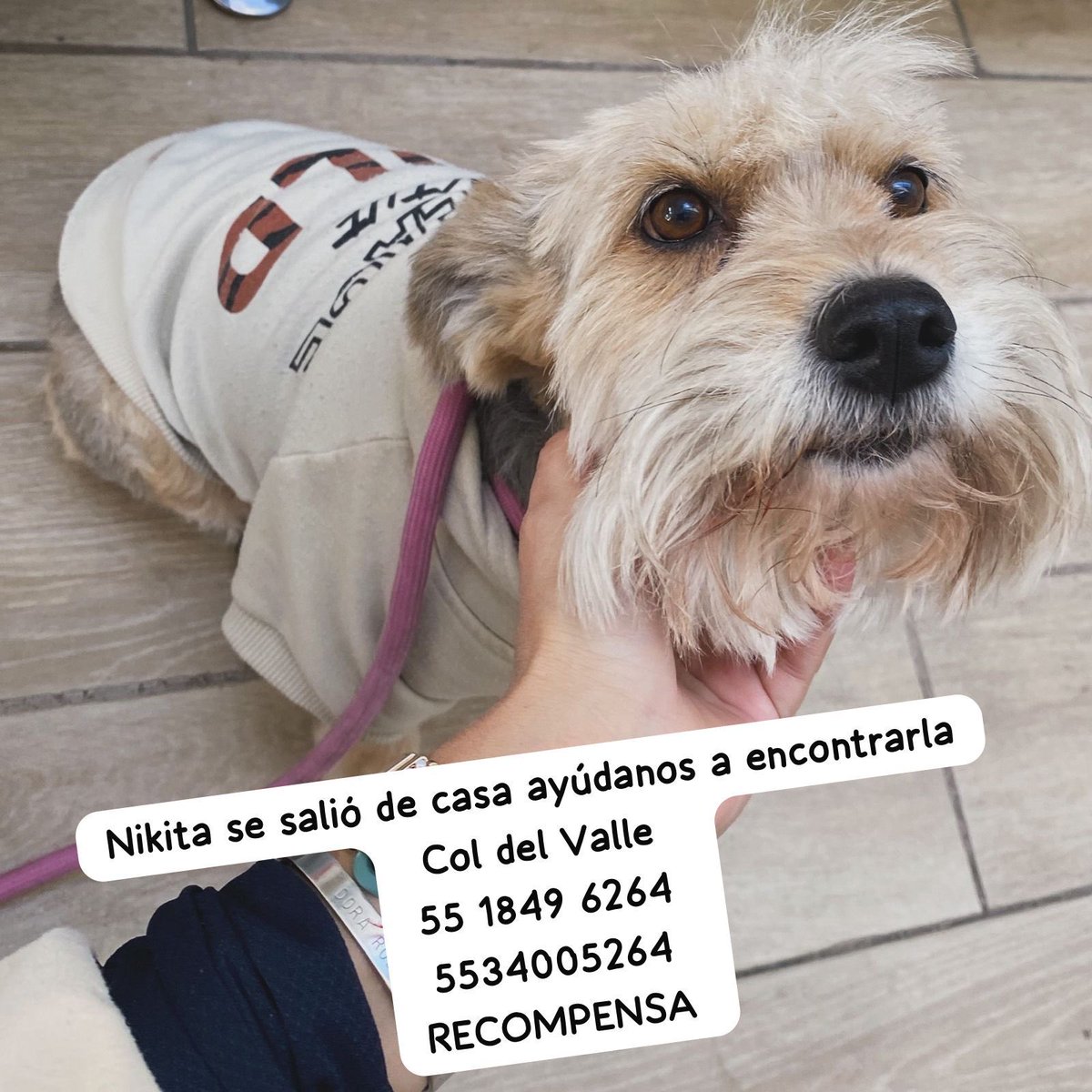 AnimalesCDMX tweet media