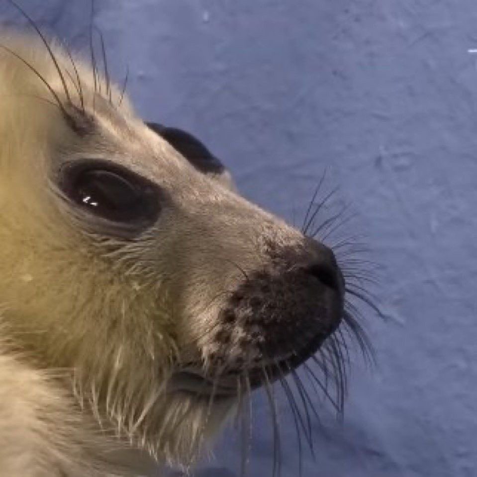 isabella🪼🎏 tweet media