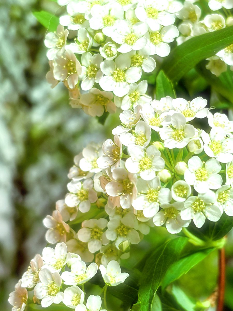 みるくちゃん🐈 tweet media