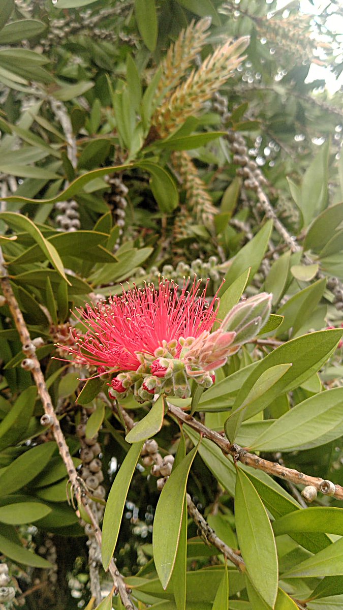 Callistemon, comúnmente conocido como limpiatubos o escobillón rojo. #planta #flor #naturaleza #hacerfotos