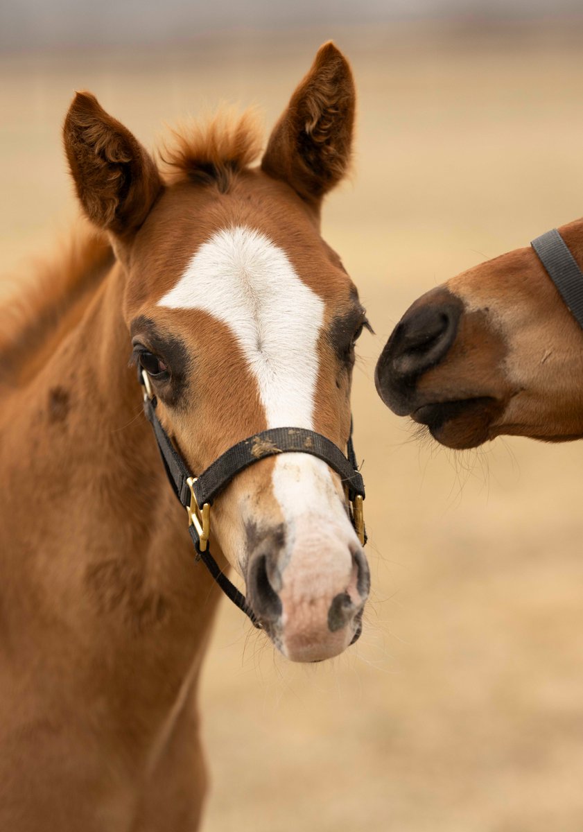 白老ファーム tweet media