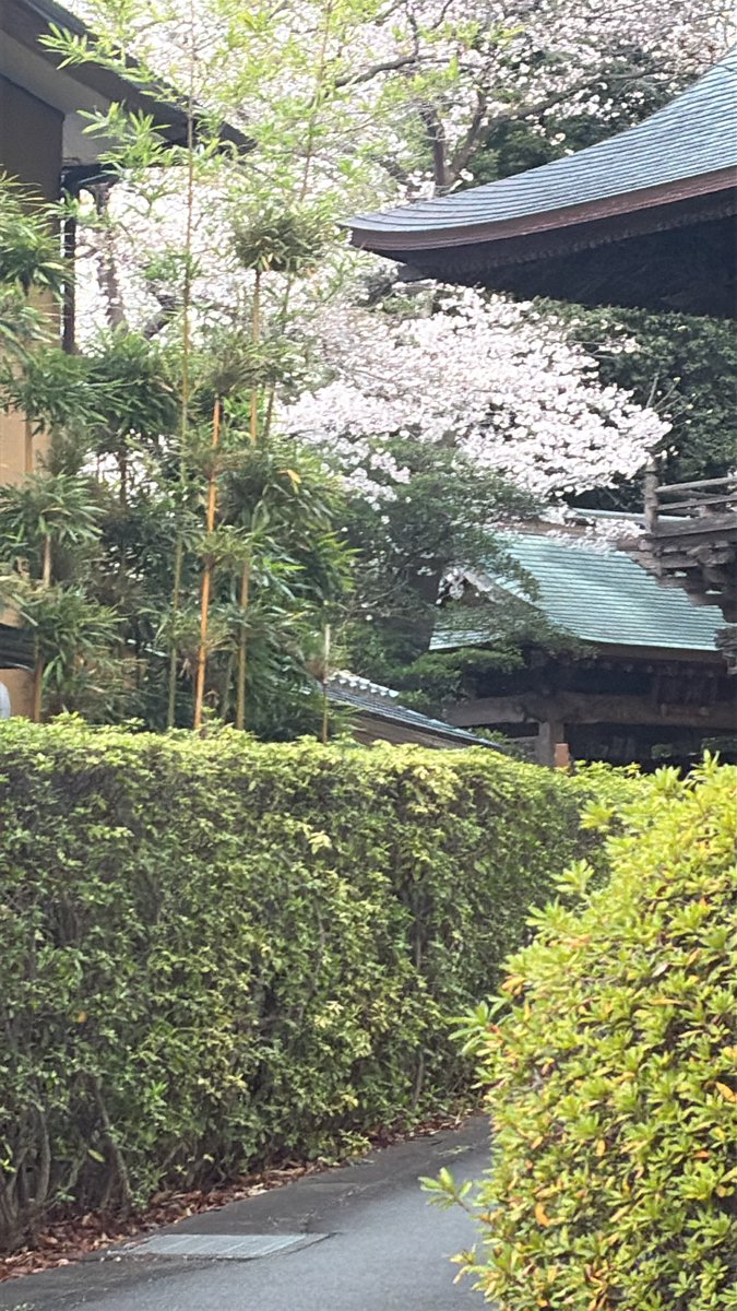 勢至丸(ポン太2号) tweet media