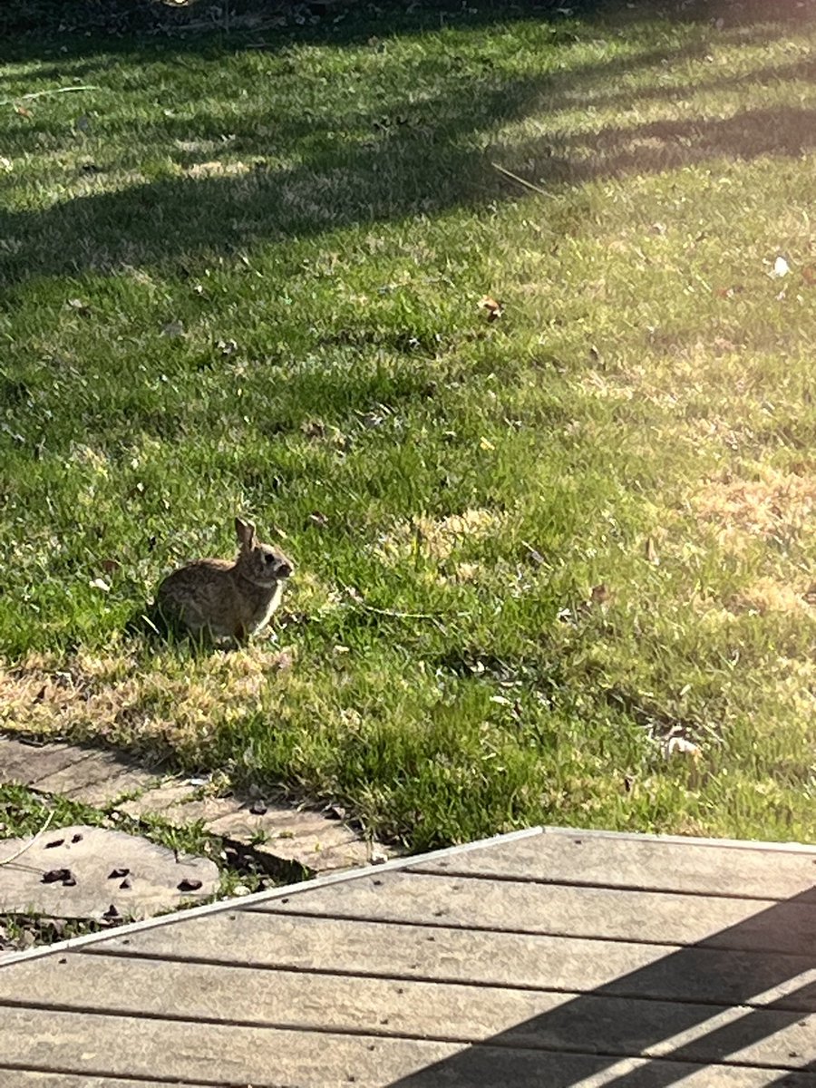 joslewis's tweet image. G Bunny is back!!
#SpringHasArrived