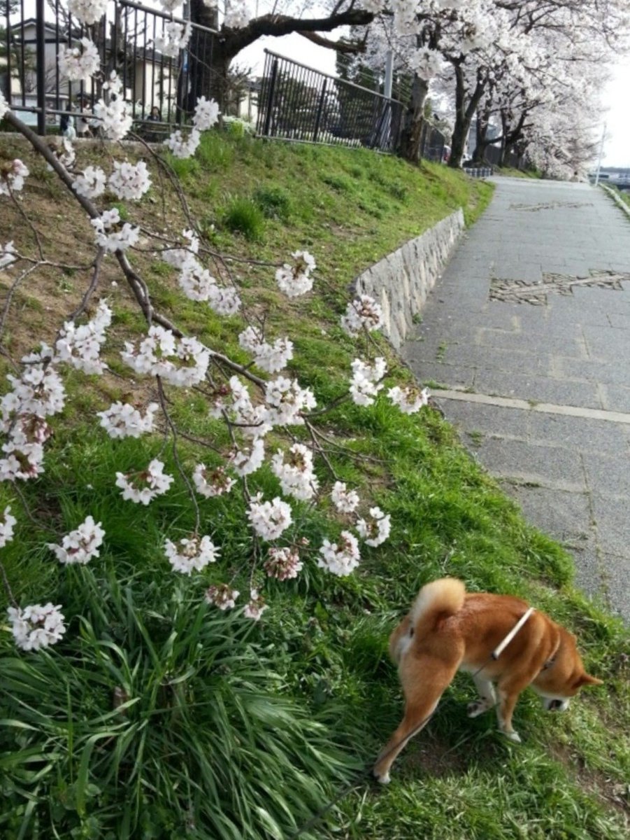 泪は心の汗 tweet media