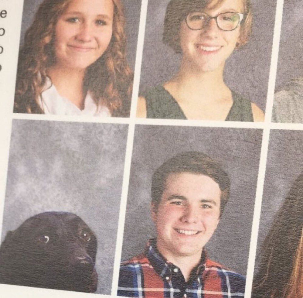 everything dogs 🐶 tweet media