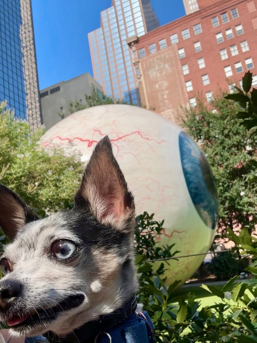 Visit Dallas | Things to do in Dallas tweet media