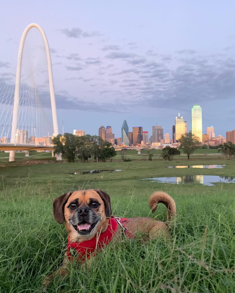 Visit Dallas | Things to do in Dallas tweet media