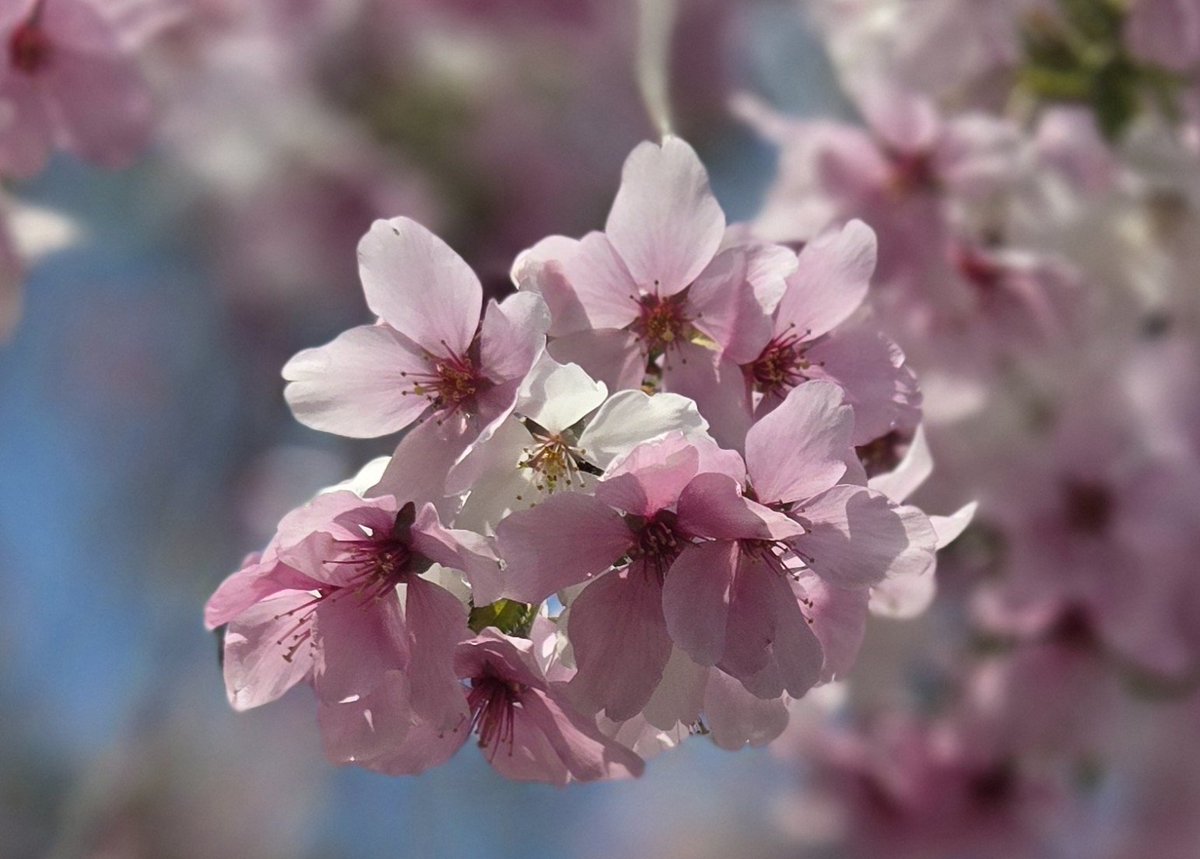 べティ tweet media