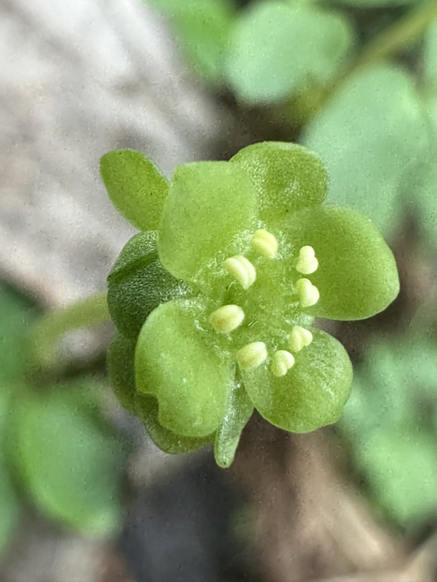 megwildflowers's tweet photo. Oxlip and Moschatel for #wildflowerhour https://t.co/d3lbn99QKn