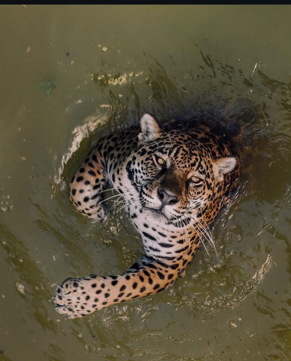 e.f & l.f tweet media