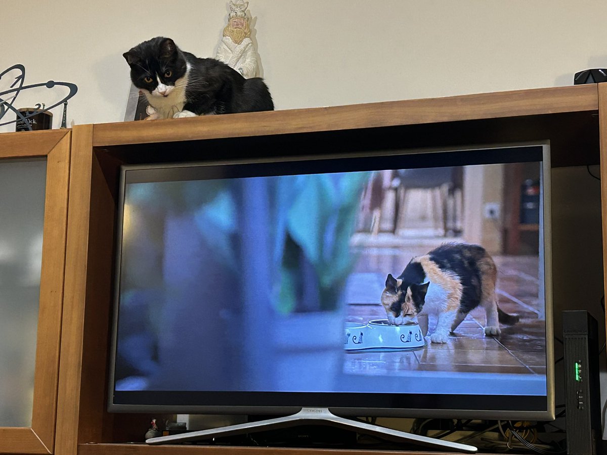 Jordi Guardiola tweet media