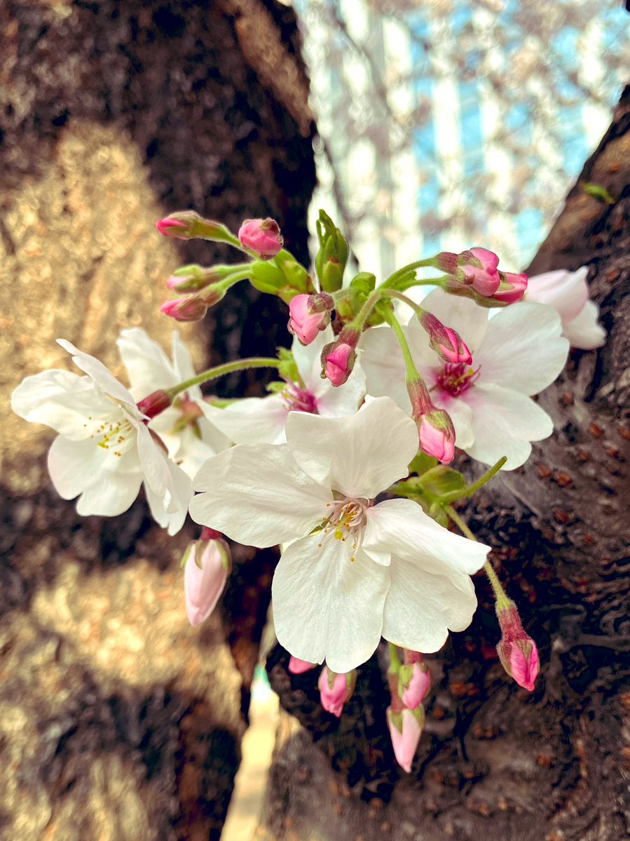 港マリ子🌸♪✩⋆*॰¨̮⋆。˚✩ tweet media