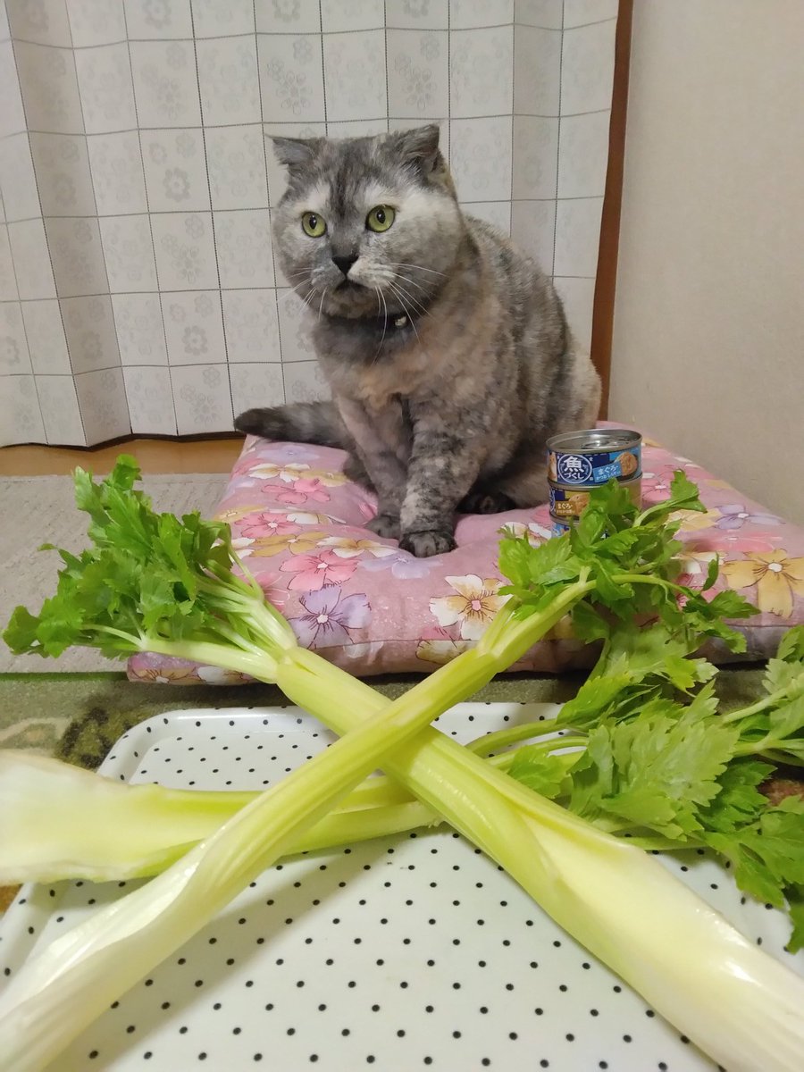 ギャオス tweet media