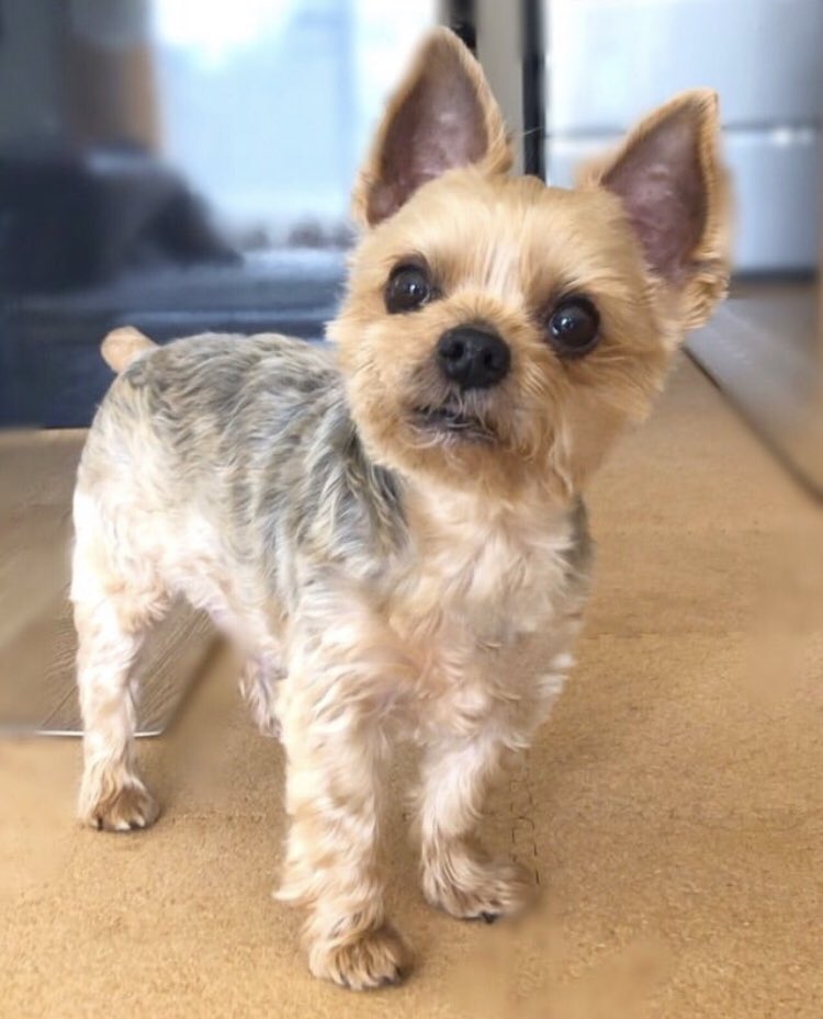 バロンくんパパʚわんこ好きɞ tweet media