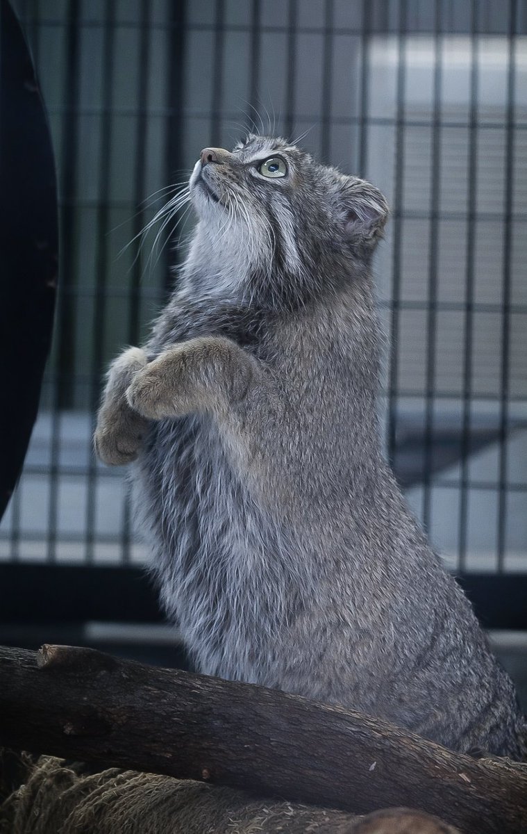 𝒀𝒐𝒔𝒉𝒊 tweet media