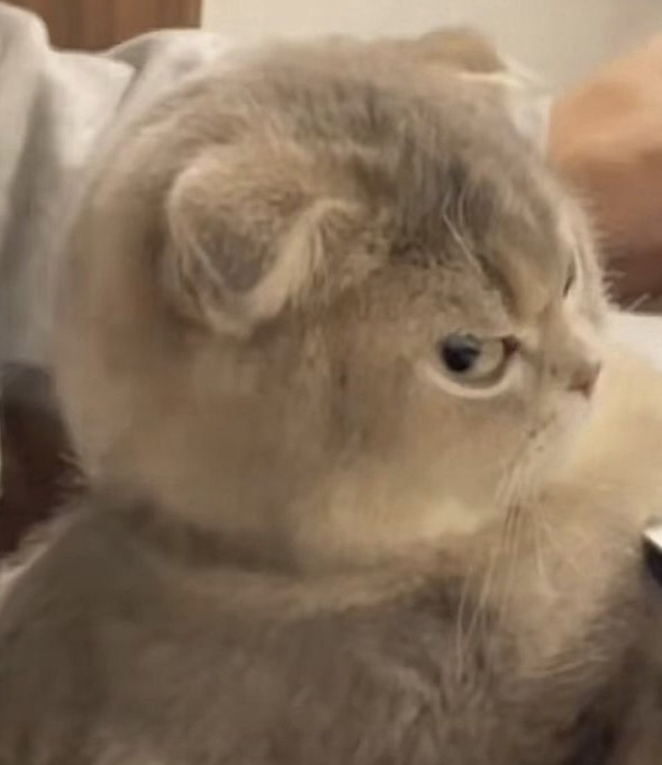 قطو معصب جداً جداً 😾