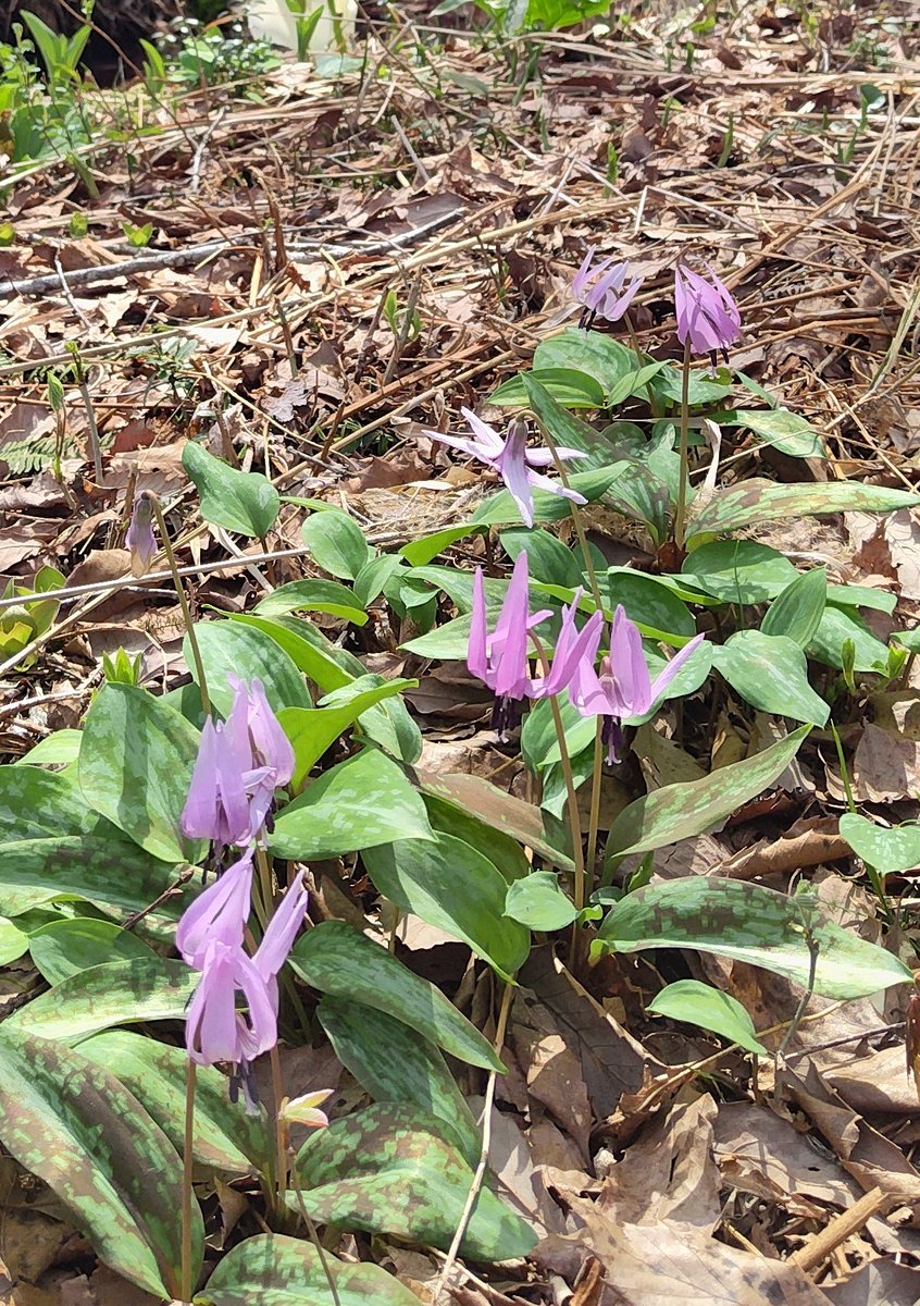 toshi💚緑のグリュンヴェルデ🍀 tweet media