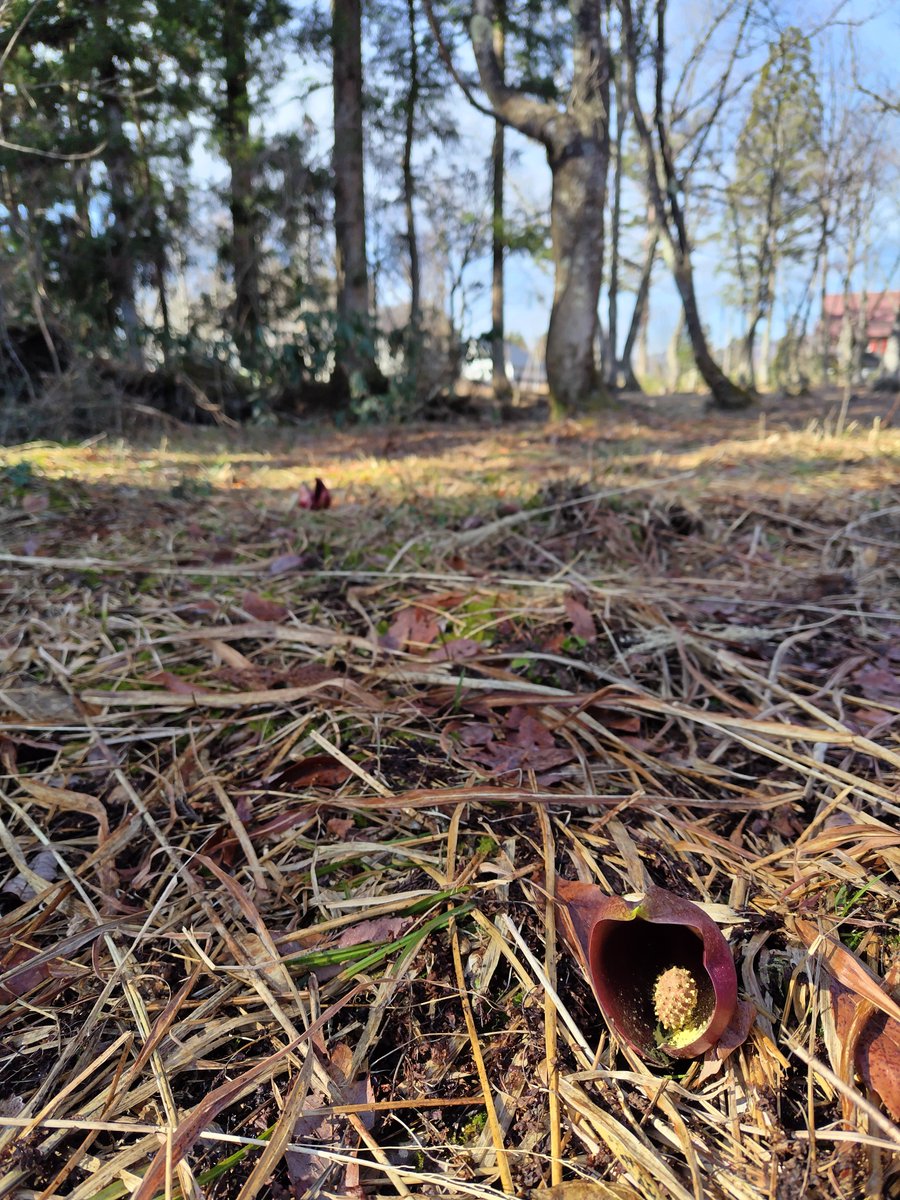 toshi💚緑のグリュンヴェルデ🍀 tweet media