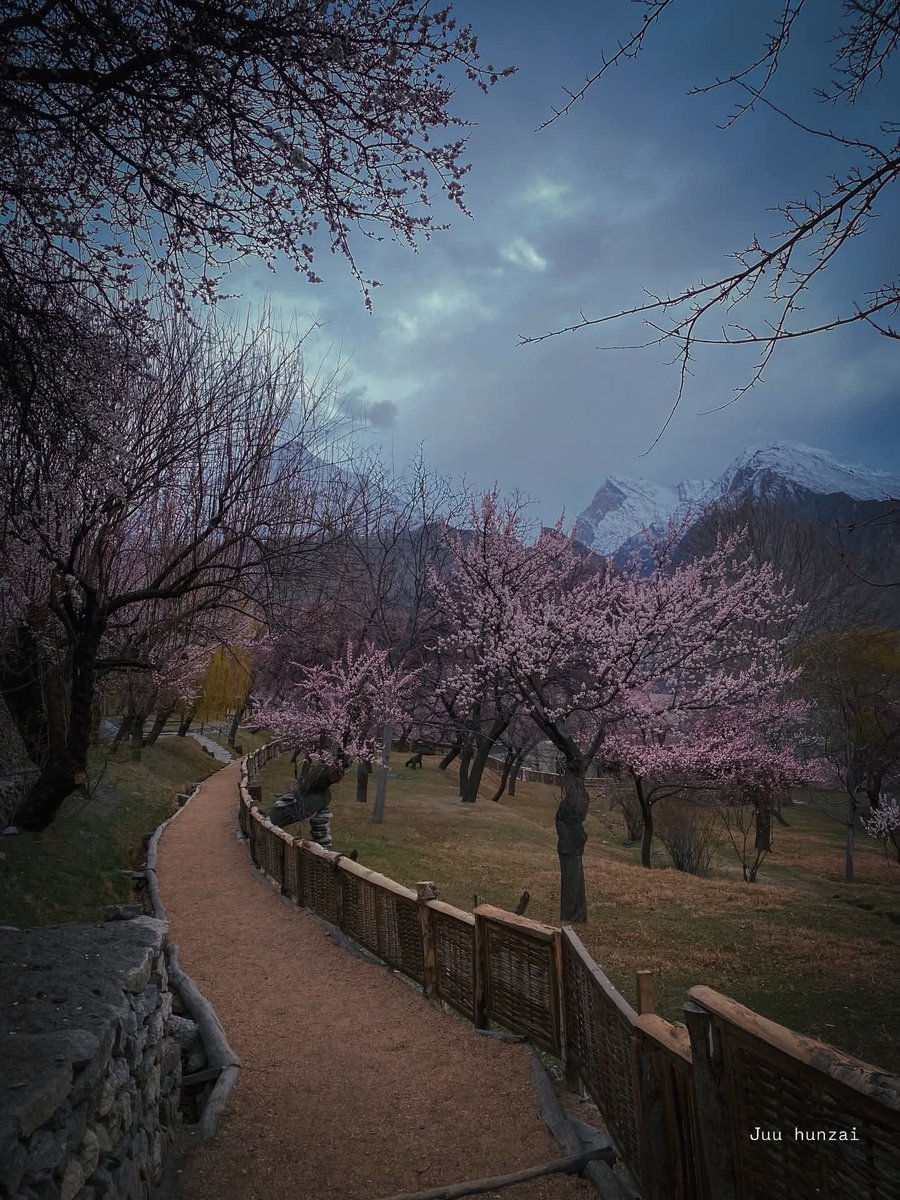 The_North_Blood's tweet photo. It feels like heaven paused for a moment… just to let you breathe it in🌸✨

.
.
.
.
.
.
#Spring #blossom #hunzablossom #gilgitbaltistan #Hunza #Karakoram #Rakaposhi 🏔️ https://t.co/gRGjb3Ivtc