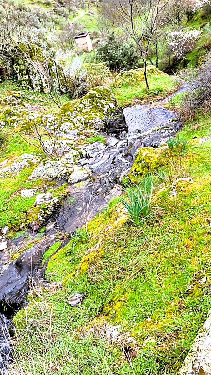 DaniElefantman's tweet photo. Un pequeño arroyo o riachuelo que fluye entre rocas cubiertas de musgo y vegetación verde #senderismo #ruta #arroyo #hacerfotos #musgo https://t.co/yKhEJdmzRm