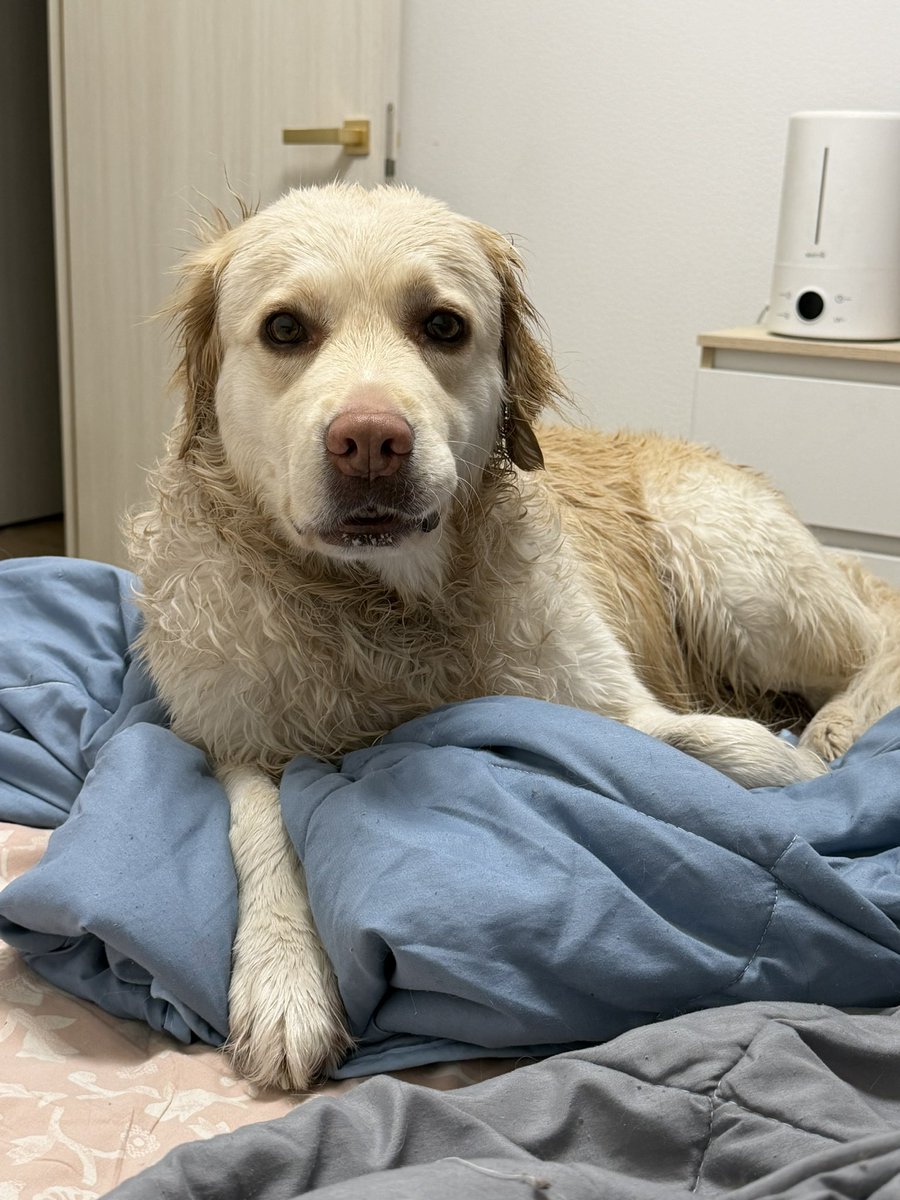 котяпёсья феечка tweet media