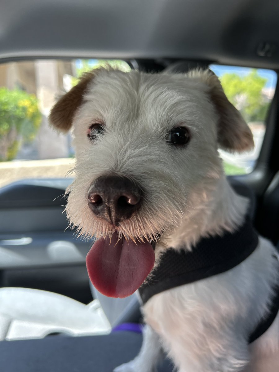 I go for the ride!
Happy Sunday everyone! 
~ Deke🐾
#TherapyDog
#PawYouNeedIsLove