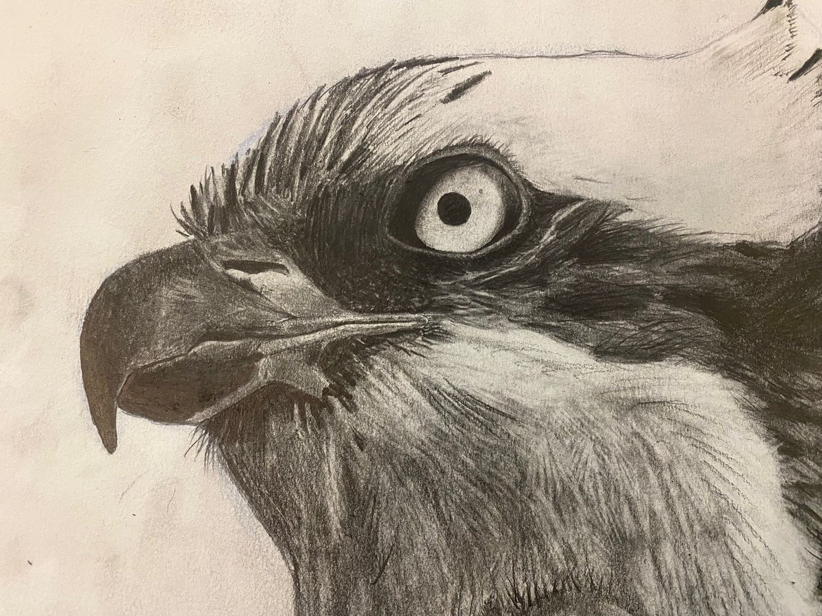 Joshs Wildlife Sightings tweet media