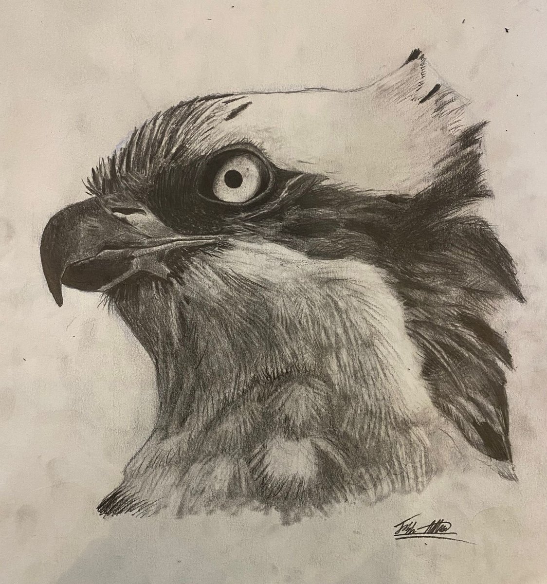 Joshs Wildlife Sightings tweet media