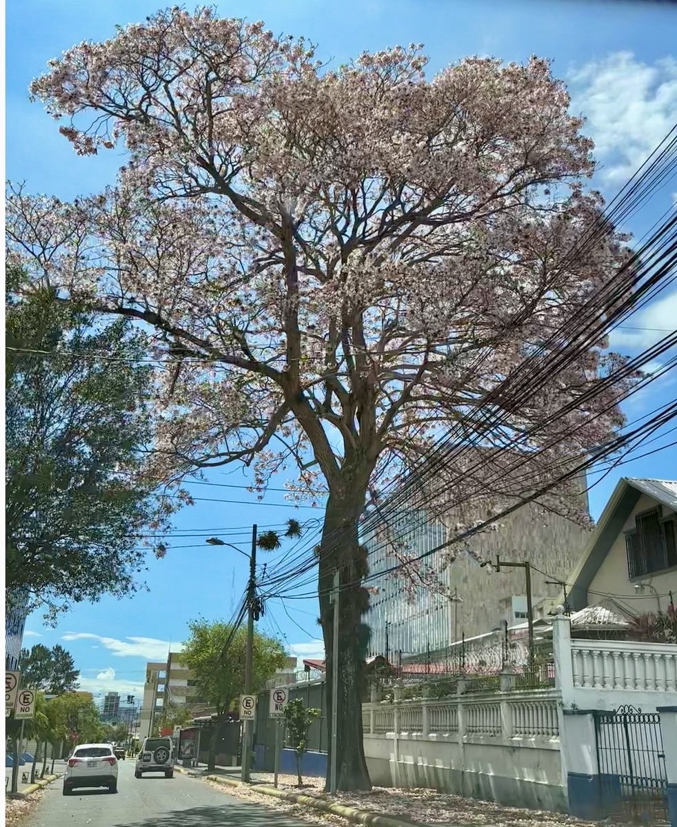 A media cuadra del edificio de la Corte… avenida 8, calles 21 y 23… las flores del árbol de la justicia… ¿anuncian la primavera republicana y el fin de la incapacidad  y politiquería magistral? …