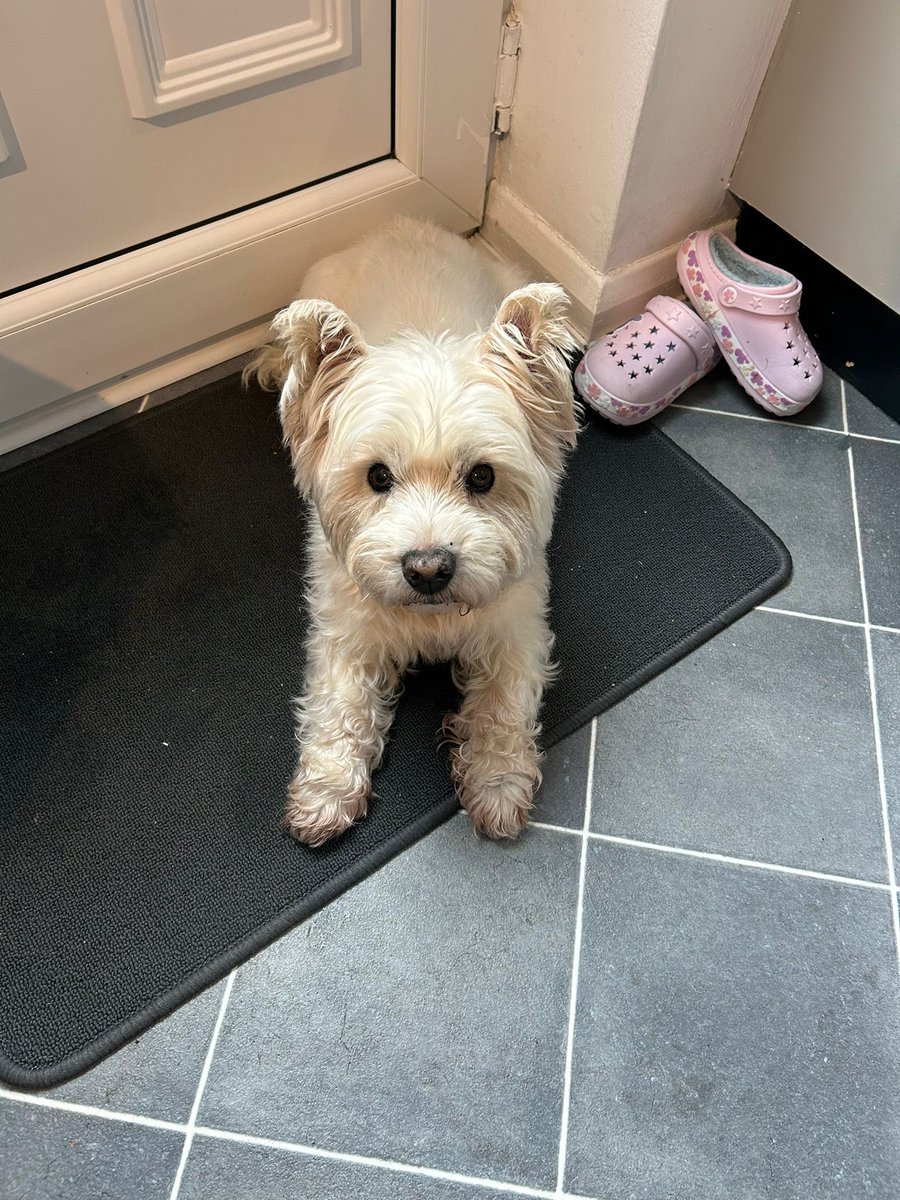 Oscardawestie 😀 tweet media