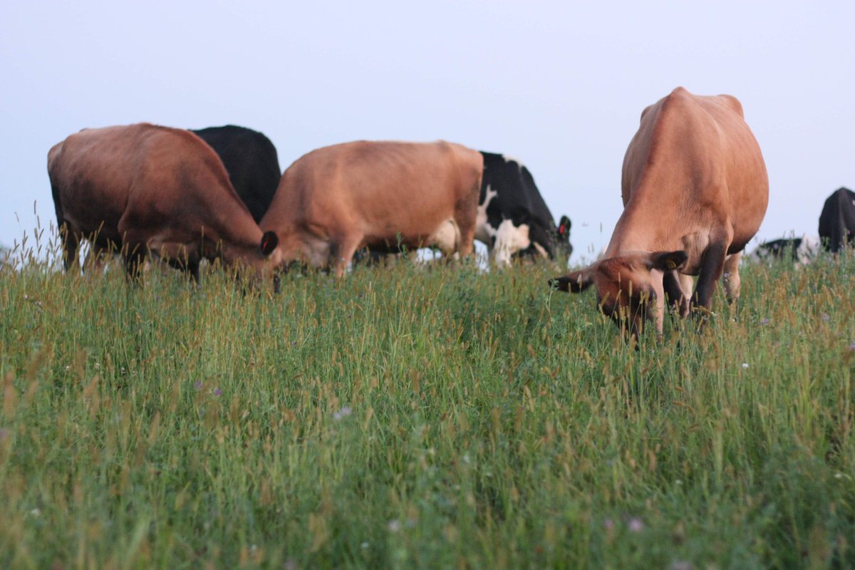 Brittany Olson tweet media