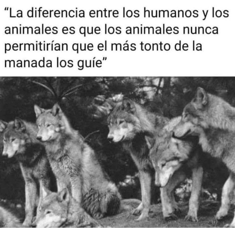 Más Ciencia tweet media