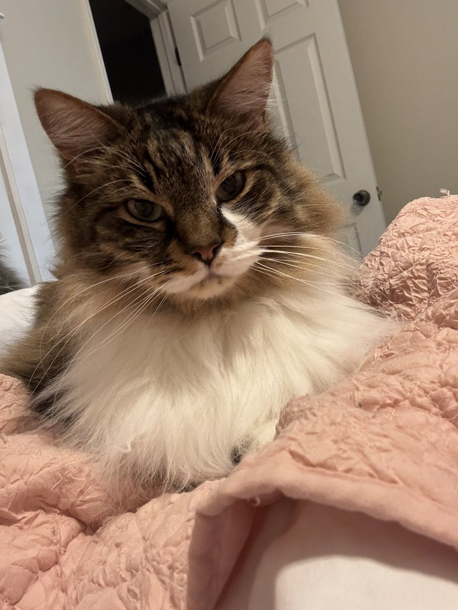 Manifesting that <a href="/bankofoshi/">bankofOSHI</a> will notice me because my cat’s name is Kousi, which rhymes with Oshi! 💕🥰

throne.com/lollyg17