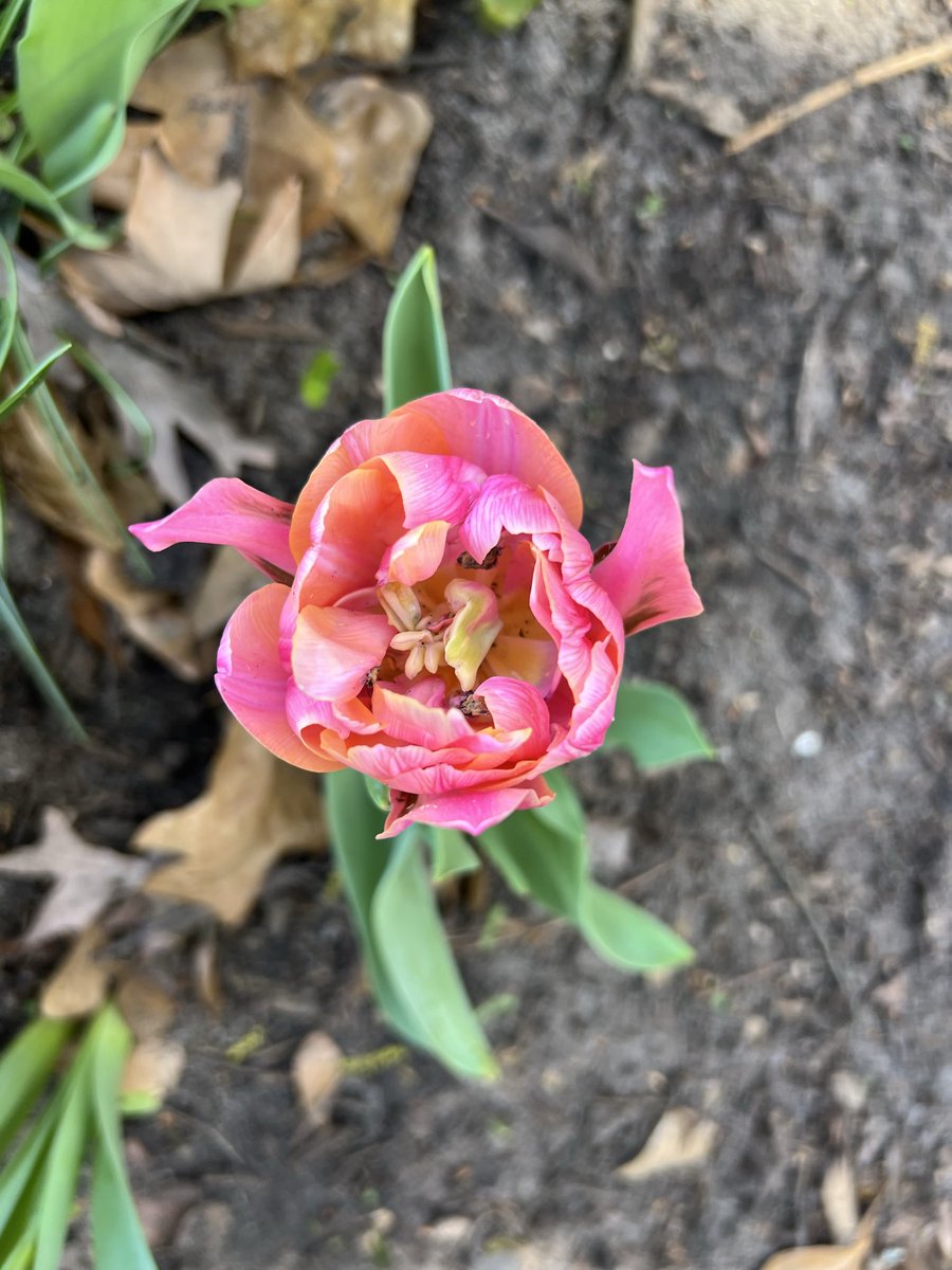 Ashley 😷💜🟧 tweet media