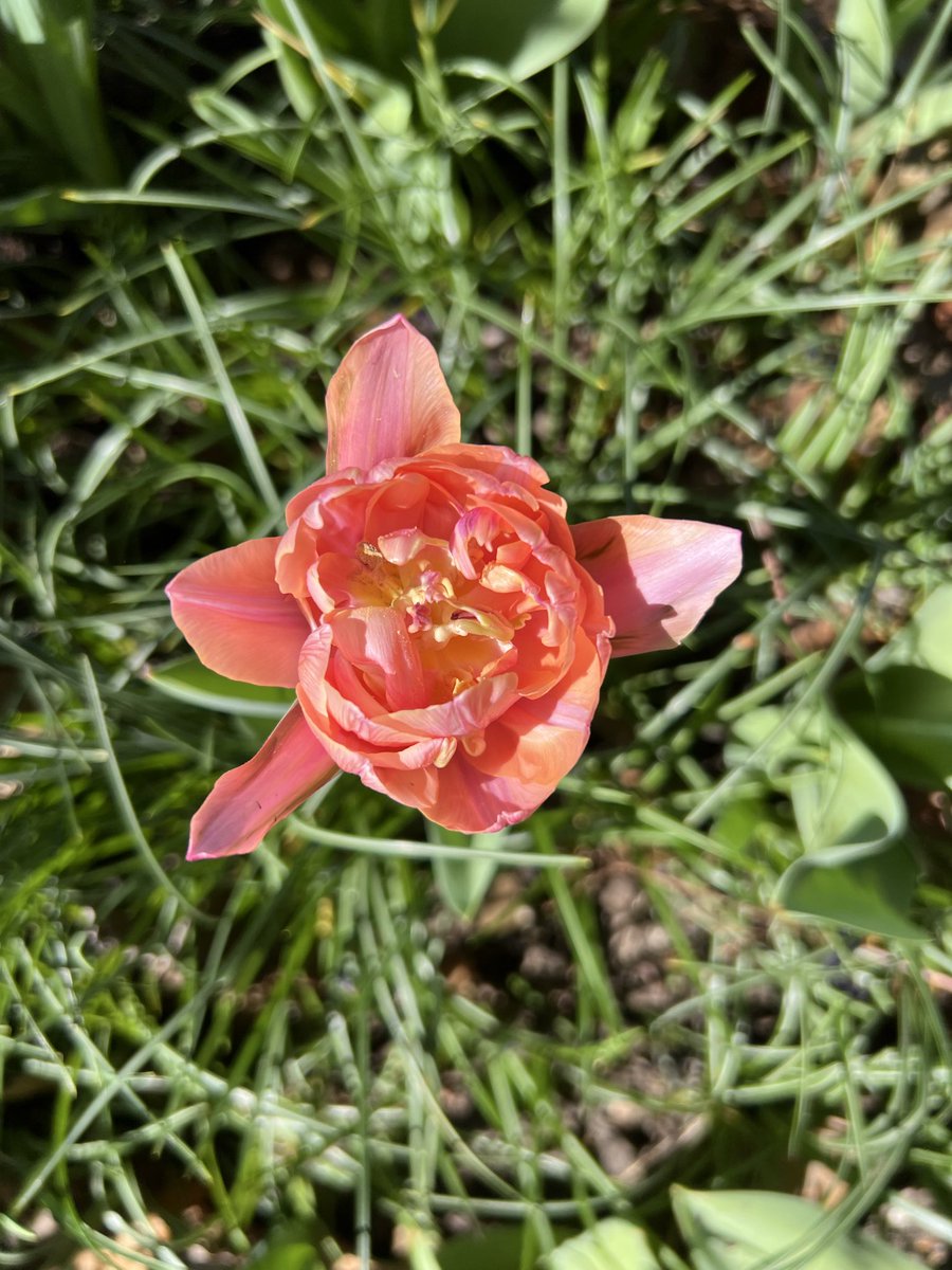 Ashley 😷💜🟧 tweet media