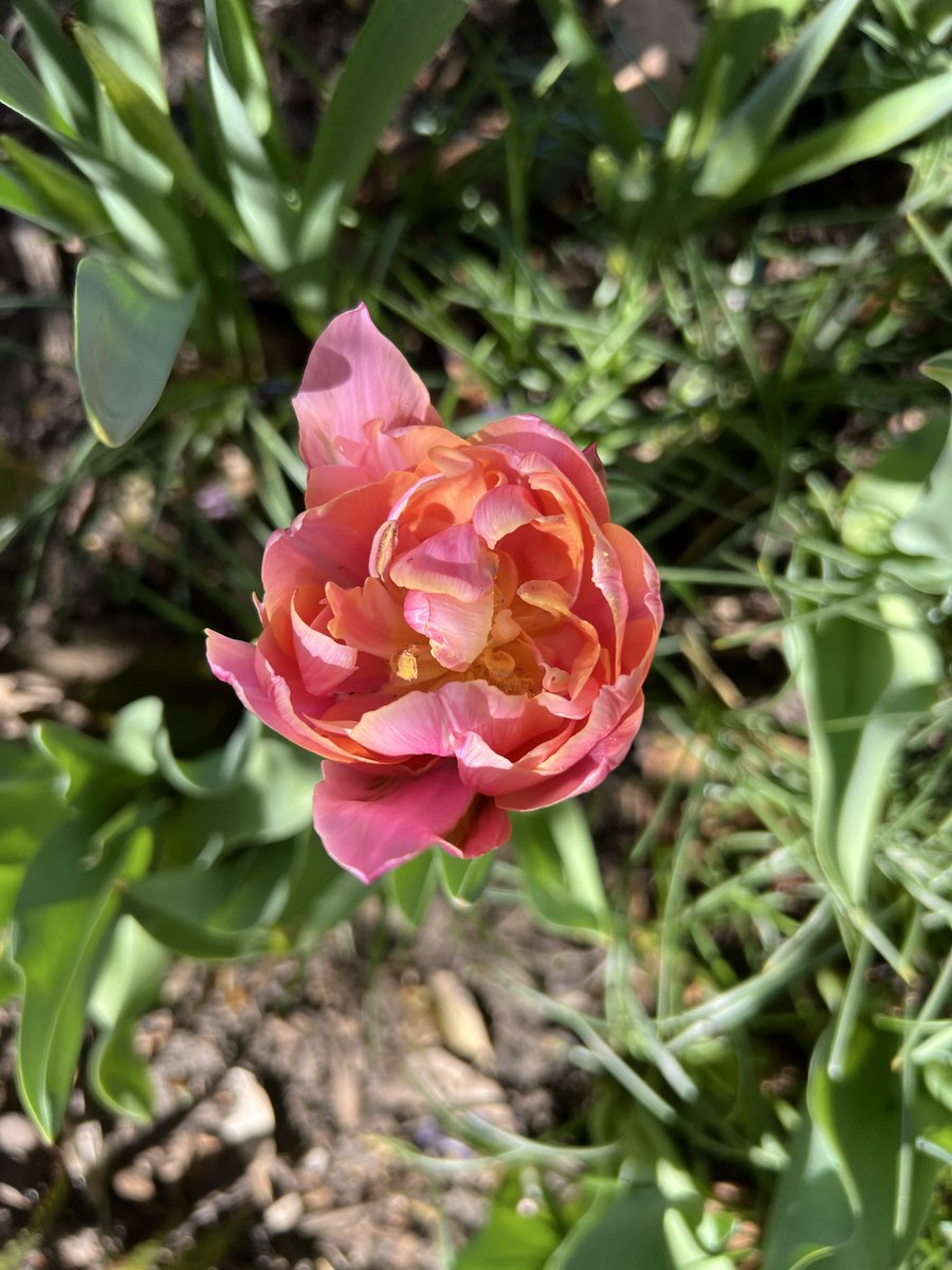 Ashley 😷💜🟧 tweet media