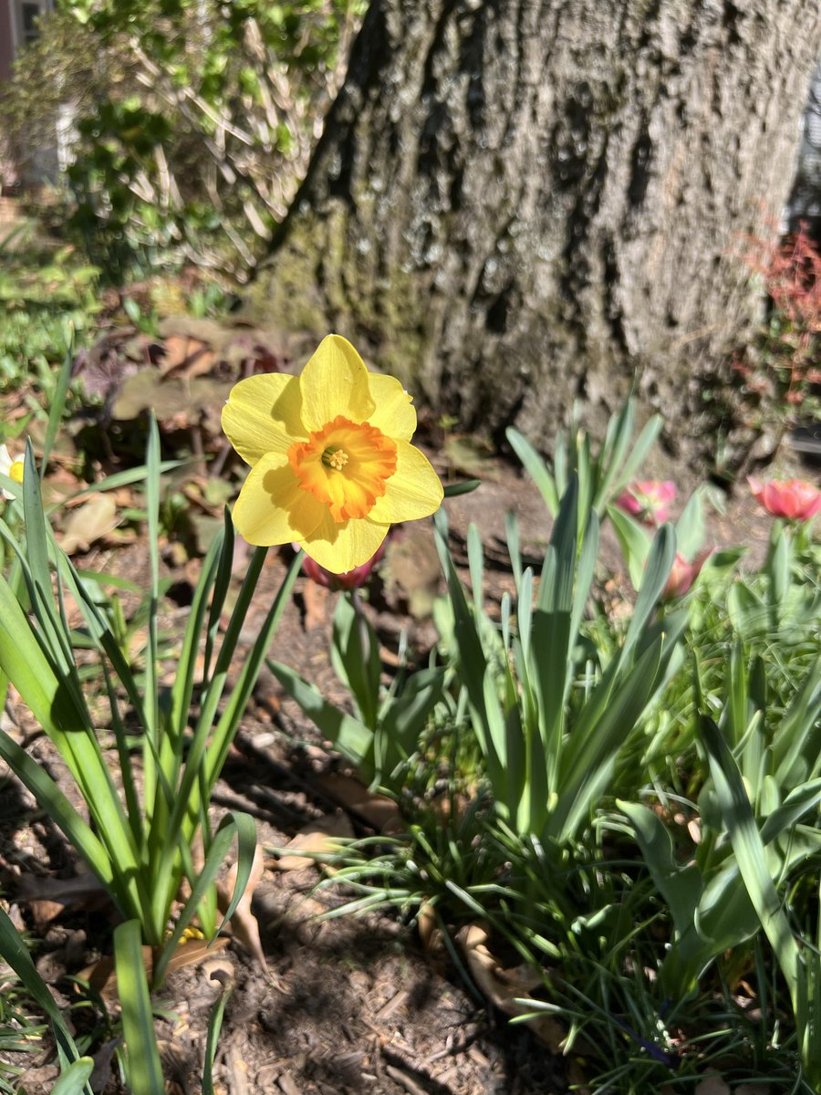 Ashley 😷💜🟧 tweet media