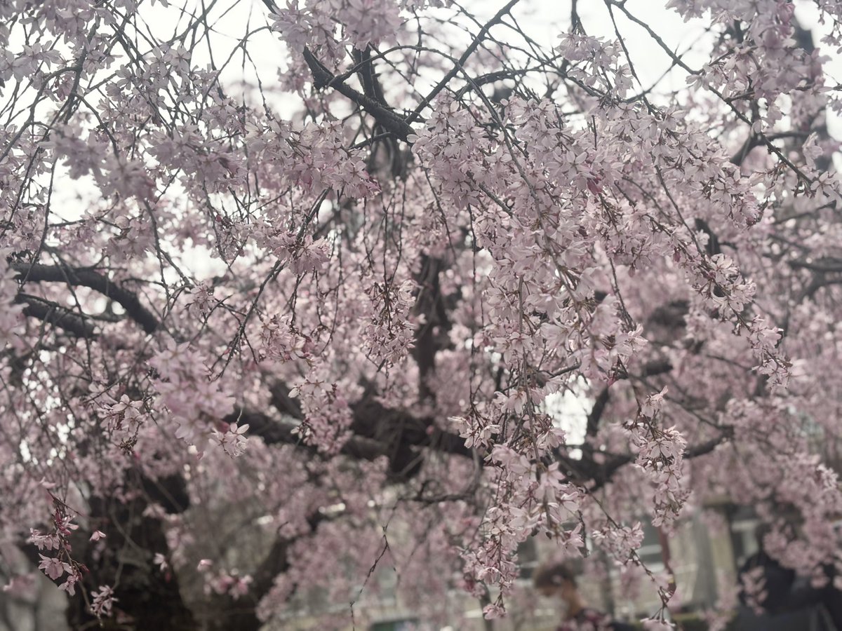 バスカヴィル家の大 tweet media